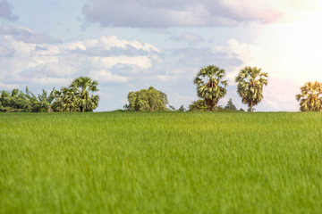 greensward tree and bright sky