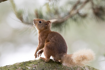 Red Squirrel