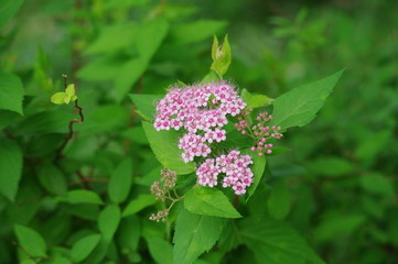 ピンク色の小さな花の集団