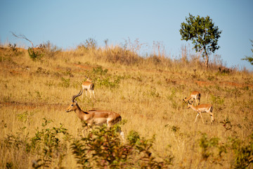  in south africa     wildlife   impala