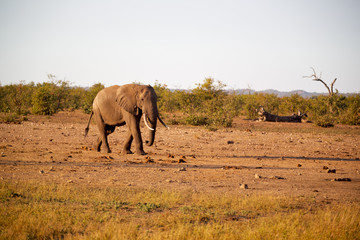 Fototapeta na wymiar in south africa wildlife nature reserve and elephant