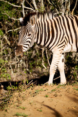   in south africa     wildlife  nature  reserve and  zebra