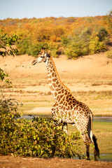 in south africa    wildlife   reserve and      giraffe