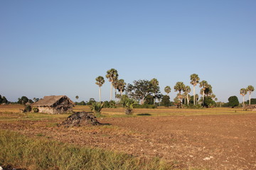 Thatched House, Rural Landscape / close Kiwengwa, Zanzibar Island, Tanzania, Indian Ocean, Africa 