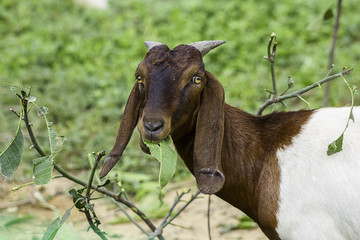 Goat eating in farm of Thailand