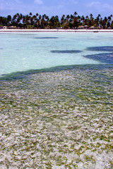 seaweed beach    isle  sky  and sailing