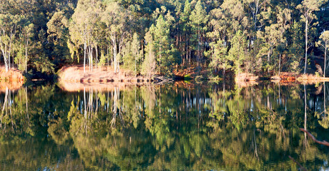   the pound lake and   tree reflection in water