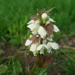 Lamium. With white small flowers, an edible wild cabbage, also suitable for modern home medicine, a...
