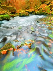 Fall in nature. Colors of autumn mountain river. Colorful gravel with leaves, bended trees