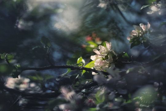 Apple blossom - perfect macro shot