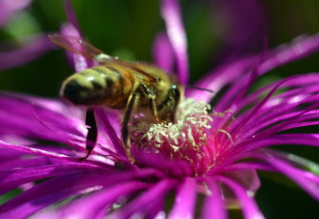 Biene auf Mittagsblume