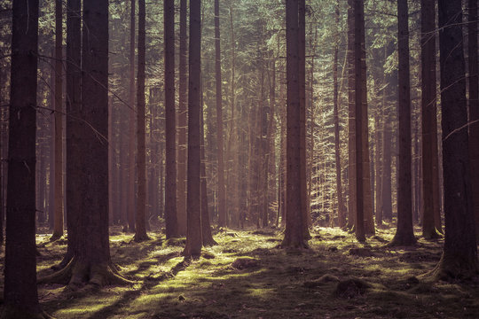 Fototapeta Magical morning sunlight in a deep forest in Baden-Württemberg, Germany.