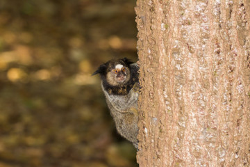 Macaco Brasileiro