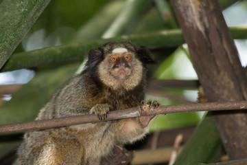 Macaco Brasileiro