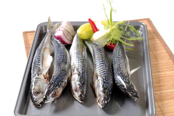 Fresh mackerels on baking tray