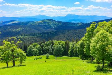 Fototapeta na wymiar Carpathian Mountains landscape