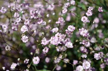 Rosenschleierkraut