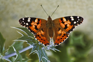 Oranger Schmetterling / Admiral sitzt auf stacheligen Blättern
