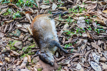 Dead agouti at Ile Royale, one of the islands of Iles du Salut (Islands of Salvation) in French Guiana