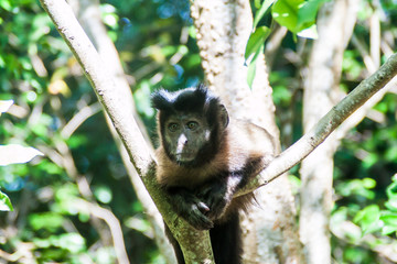 Capuchin monkey at Ile Royale, one of the islands of Iles du Salut (Islands of Salvation) in French Guiana