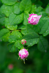 pink rose flower with drops on field.