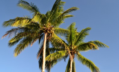 Obraz na płótnie Canvas Two coconut trees against the sky. Philippines