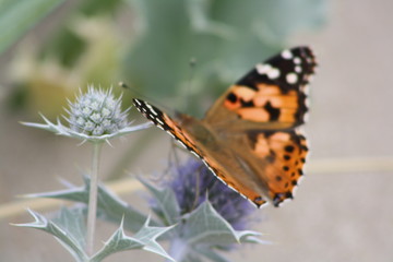 Schmetterling sitzt auf lila Blüte von stacheliger Pflanze