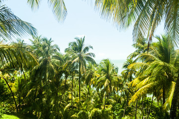 Obraz premium Palms at Ile Royale, one of the islands of Iles du Salut (Islands of Salvation) in French Guiana