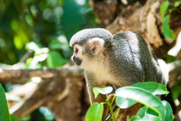 Squirrel monkey at Ile Royale, one of the islands of Iles du Salut (Islands of Salvation) in French Guiana