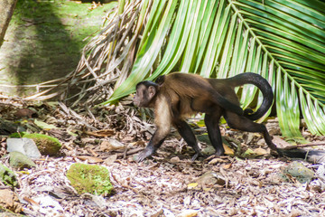 Capuchin monkey at Ile Royale, one of the islands of Iles du Salut (Islands of Salvation) in French Guiana