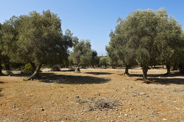 maremma