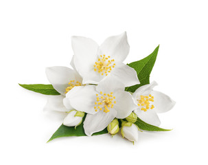 White flowers of jasmine on white isolated background - obrazy, fototapety, plakaty