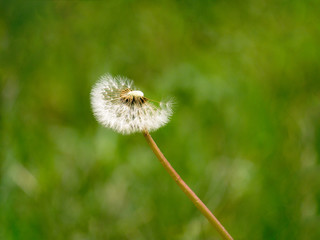 Dandelion blowing on green nature background