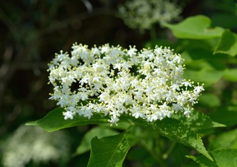 Fototapeta premium Blooming elderflower Sambucus nigra