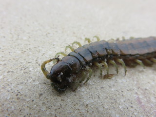 Lithobius forficatus