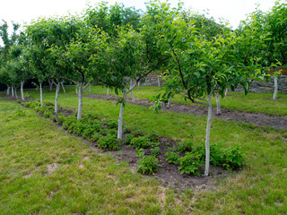 Fototapeta na wymiar Garden of young apple trees with Bushes of strawberry from below at springtime