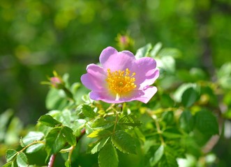  pink wild rose flower