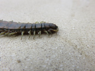 Lithobius forficatus