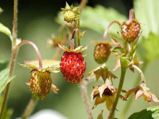 Walderdbeeren