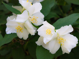 Obraz na płótnie Canvas jasmine spring flowers bush in bloom