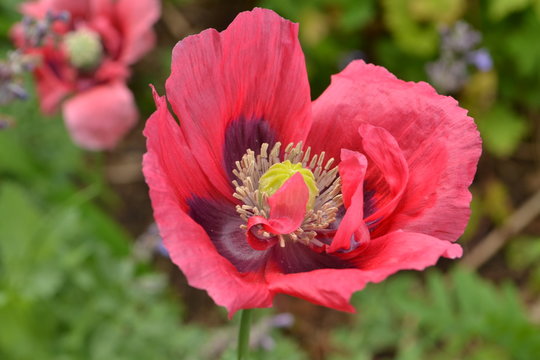 klaproos bloeit in de stadstuin