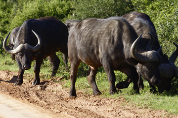 African Buffalo, Addo Elephant National Park