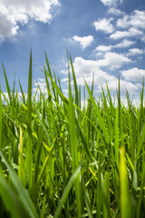 Obraz premium fresh green grass and perfect sky background.
