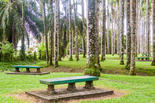 Palmentuin park in Paramaribo, capital of Suriname.