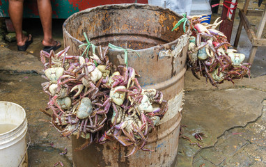 Raw crabs at Central market in Paramaribo, capital of Suriname.