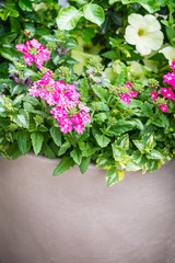 Fototapeta na wymiar Beautiful flowers in pot, close up
