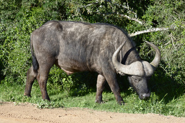 Fototapeta premium African Buffalo, Addo Elephant National Park
