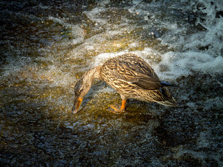 female mallard duck having breakfast on a stone near a waterfall