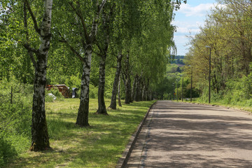 Summer / Summer Landscape / Birch Alley