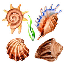 Watercolor summer beach seashell tropical elements, underwater creatures.